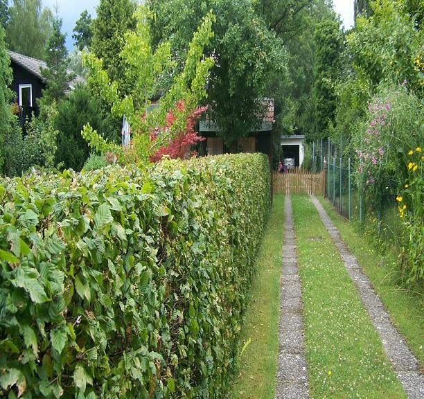 Heckenschneiden Reck Grundstueckspflege De